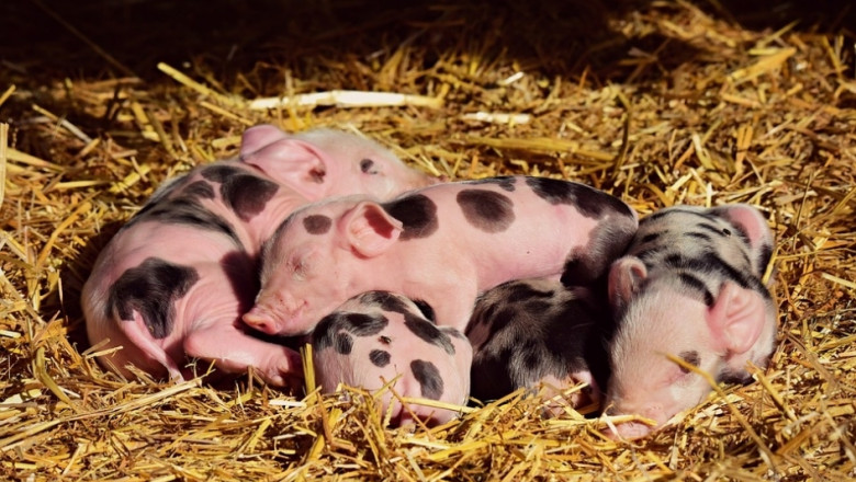 Поголовието от свине-майки в Румъния, Полша и Германия сериозно намаля