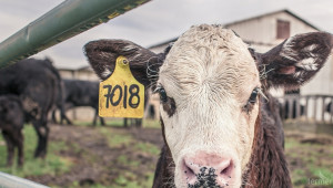 Внимание, животновъди: Остават броени дни за доказване на реализираното мляко