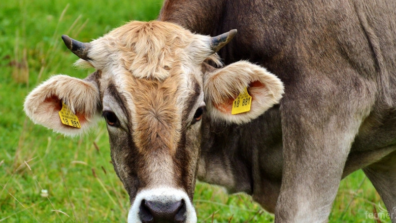 Агроиновации: Тематична мрежа за по-добро управление на млечните ферми