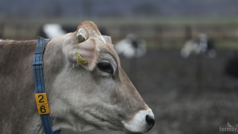 ДНК лабораторията за говедовъдството вече работи
