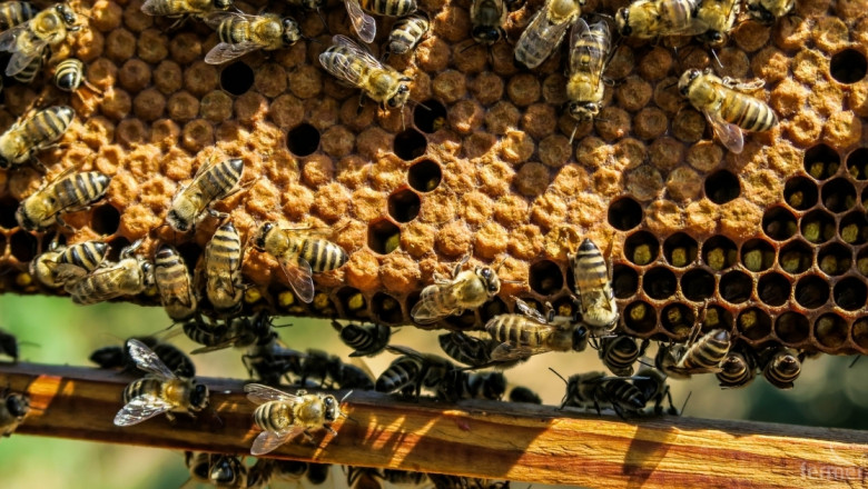 Млад пчелар следи 200 кошера със сензори