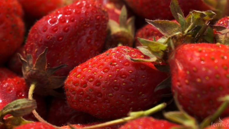 Нова система за отглеждане на ягоди
