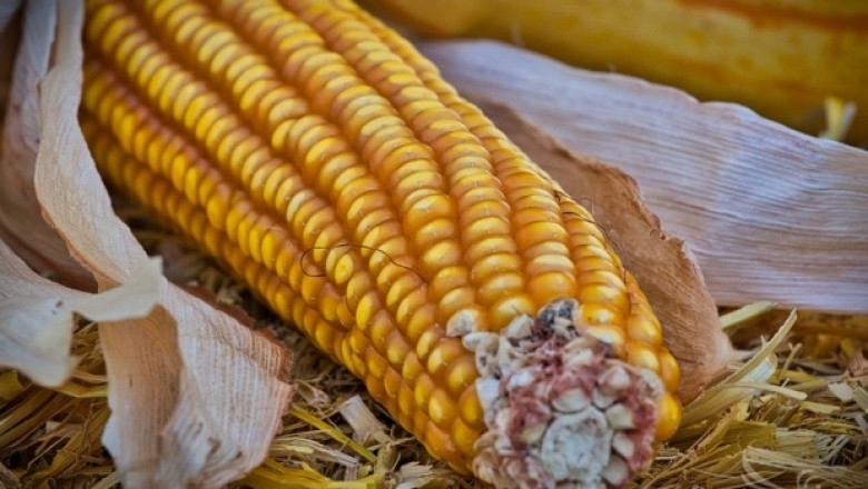 Потреблението на царевица в ЕС ще превиши 82 млн. тона 