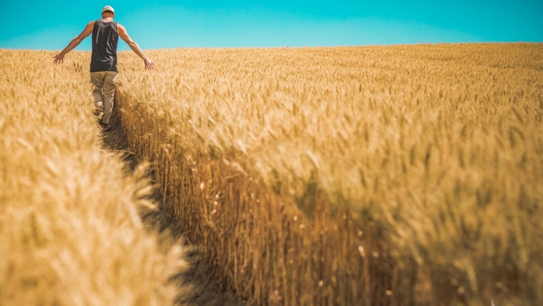 15 млн. тона по-малко пшеница в запасите на ЕС