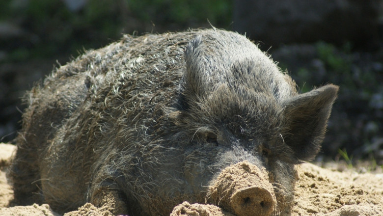 Диво прасе умря от Африканска чума в Силистренско