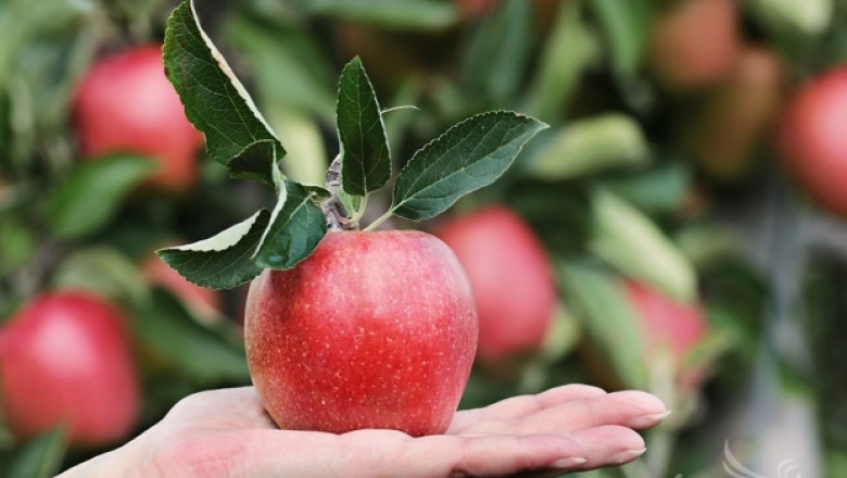 Германска ферма раздаде безплатно 30 хил. кг ябълки 