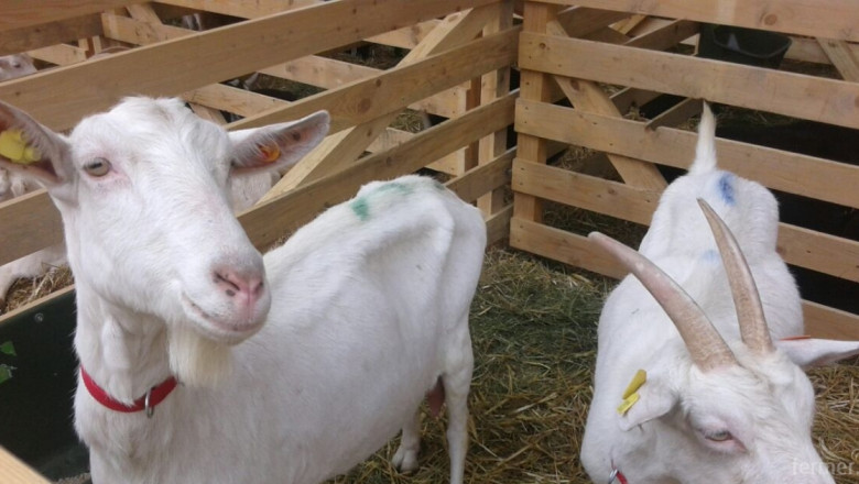 Производството на козе мляко в света расте с близо 30% годишно 