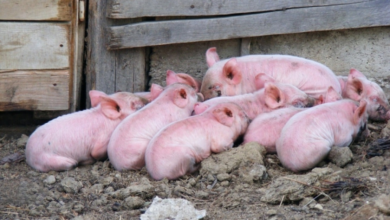 Производството на свинско месо в Полша продължава да расте