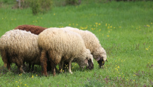 Овцевъдството в България показват в изложба  - Agri.bg