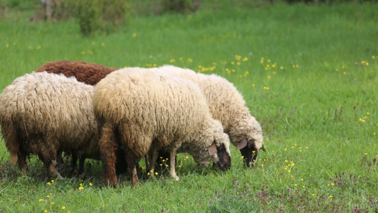Овцевъдството в България показват в изложба 