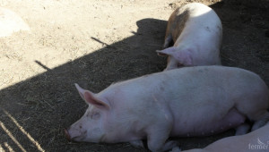 Германия и Испания си поделят почти 50% от износа на свинско  - Agri.bg