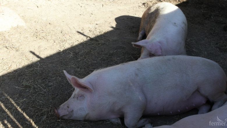 Германия и Испания си поделят почти 50% от износа на свинско 