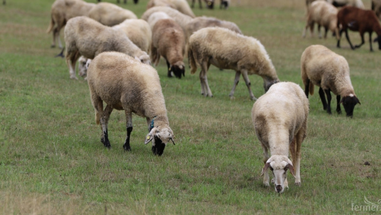 Ветеринар е хванал бруцелоза от заразените овце във Вуково 