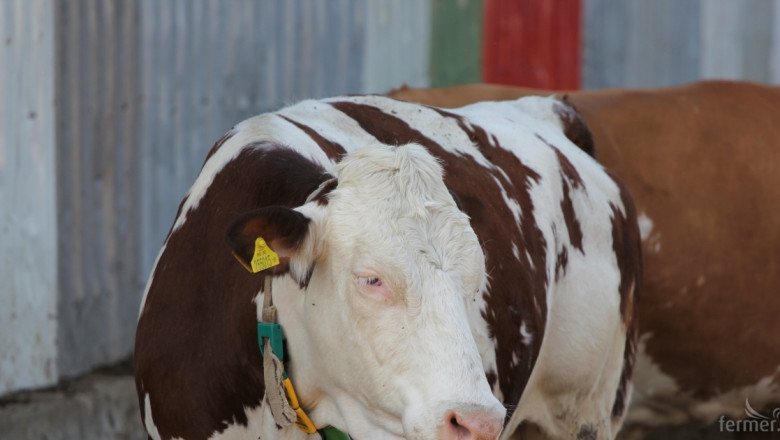 Любопитни факти за третия по големина износител на говеждо и телешко месо 