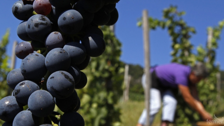 Лозари се оплакват от изкупните цени на гроздето 