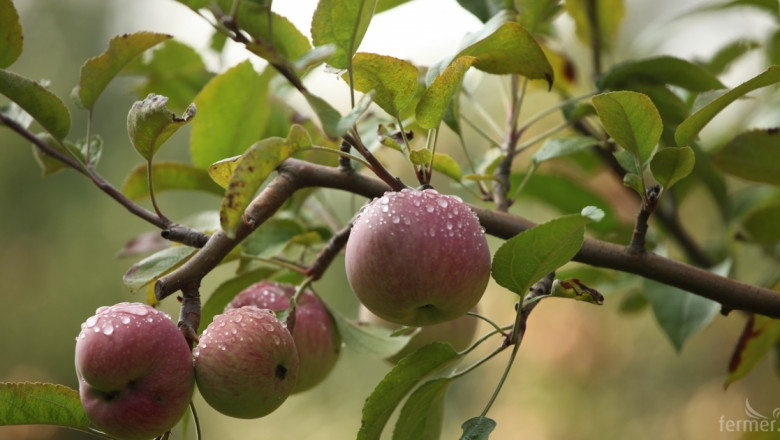 Полша изкупува собствените си ябълки 
