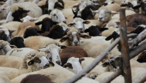 Удар по животновъдите в Хасковско заради чумата по овцете (обновена) - Agri.bg