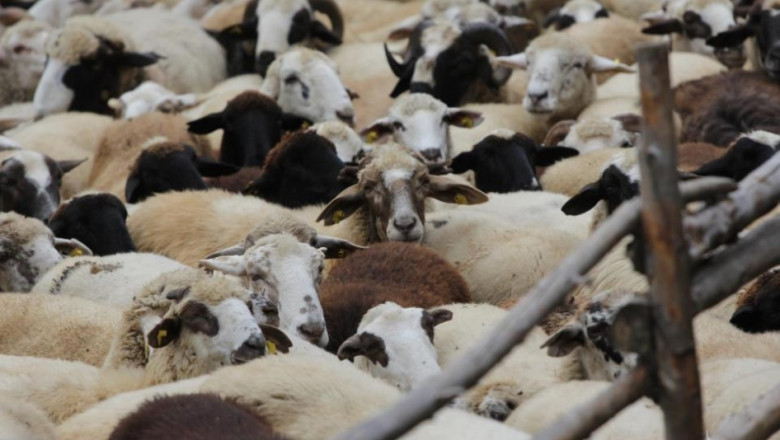 Удар по животновъдите в Хасковско заради чумата по овцете (обновена)