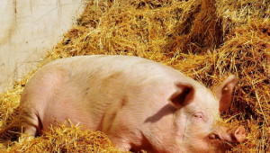 И Чехия засилва контрола върху вноса на свинско от България - Agri.bg