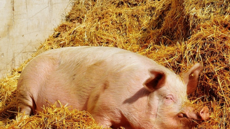 И Чехия засилва контрола върху вноса на свинско от България