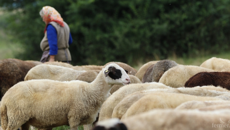 Има ли нови огнища на чума по овцете и козите?