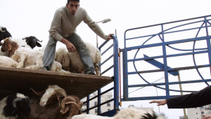 Да се спре търговията с живи животни  - Agri.bg