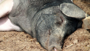 5 фактора, които спъват сектор свиневъдство - Agri.bg