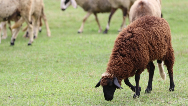 Откриха още 256 овце и кози, заразени с чума в Странджа