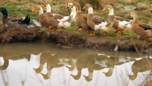 Подтип на птичия грип убива патиците в Китай - Agri.bg
