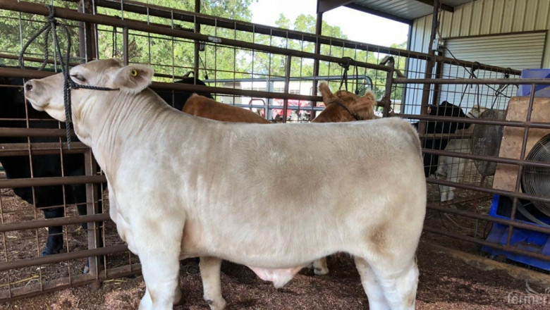 Тексаски животновъди ни показаха как се гледат месодайни крави