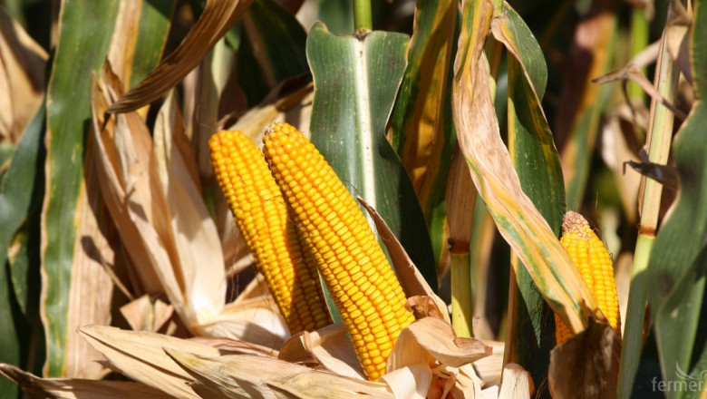 Нови данни за богатата реколта от царевица у нас