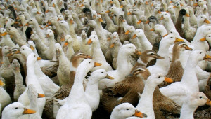 Ще се избиват патици и гъски – разнасят птичи грип - Agri.bg