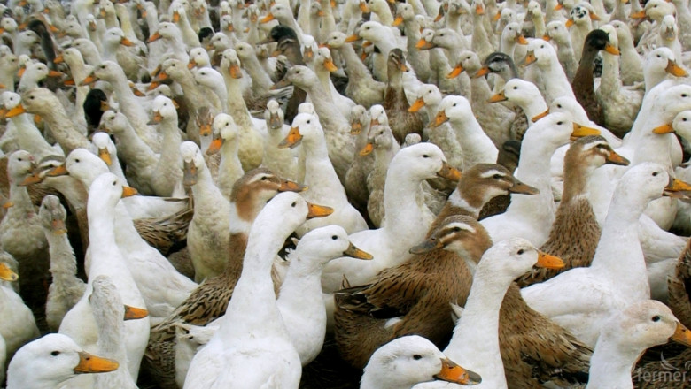 Ще се избиват патици и гъски – разнасят птичи грип