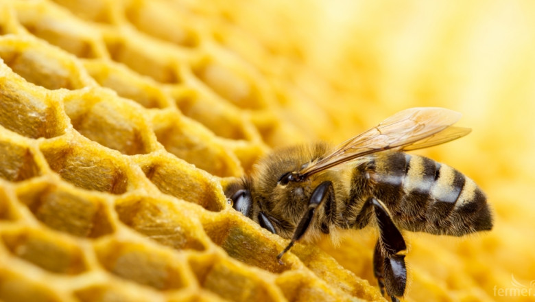 Добивите на мед паднаха два-три пъти, пчелите са слаби