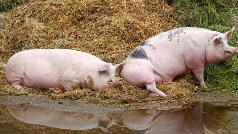 Германското свиневъдство: Временни трудности или дългосрочна негативна тенденция?