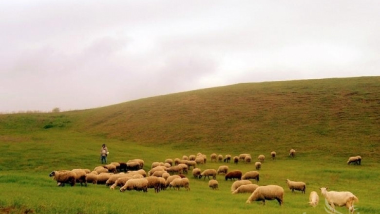 Евтаназираха още 19 овце от огнището с бруцелоза