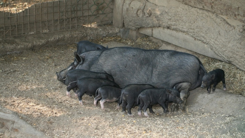 Африканската чума по свинете може да "пътешества" дълго във фуража 