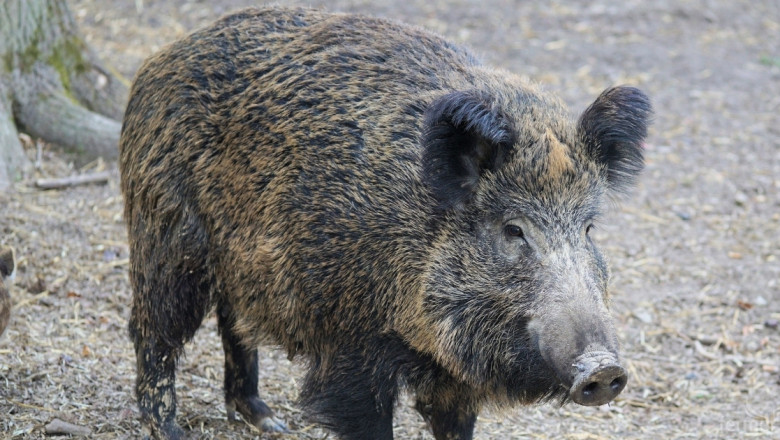 Груповият лов на диви свине се открива на 29 септември