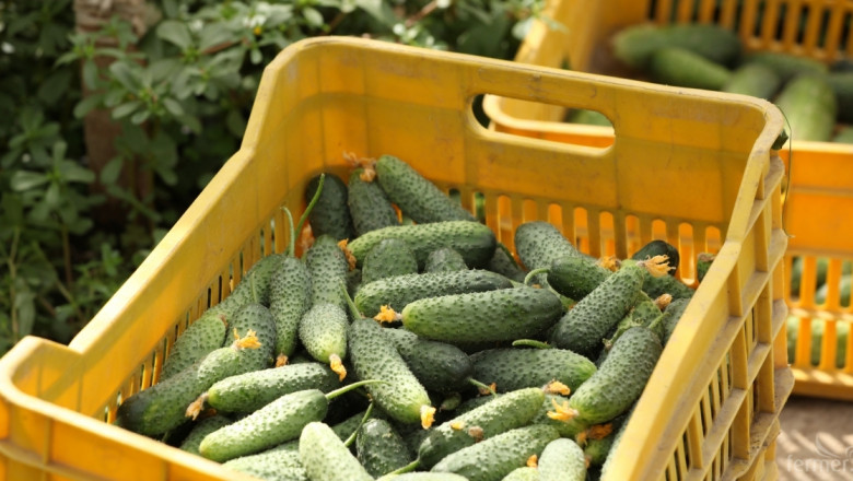 МЗХГ: Силен ръст на износа на плодове и зеленчуци