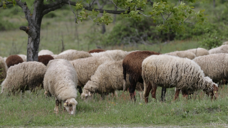 Умъртвиха три овце с положителни проби за бруцелоза