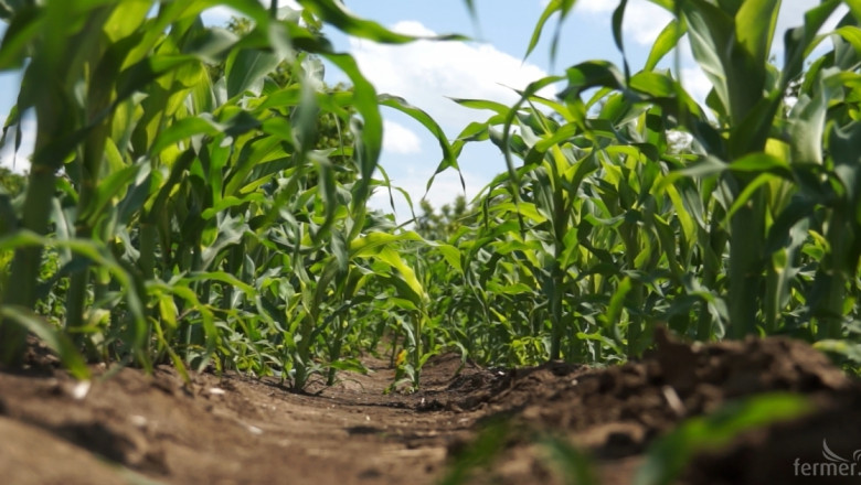 България се смъкна с 4 позиции в класацията за износ на царевица 