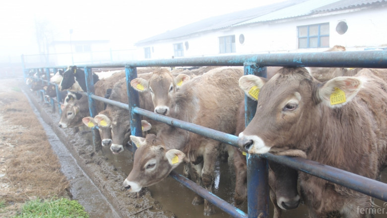 Призоваха Европа да намали наполовина производството на месо и млечни продукти 