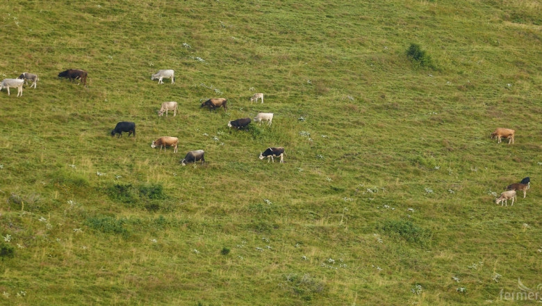 Откриха начин за подбор на устойчиви към болести крави