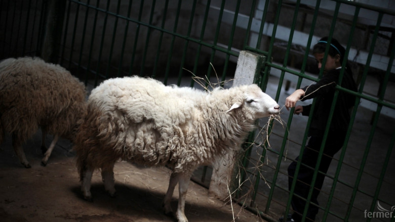 Броят на труповете на овце в Болярово расте. Ветеринари влизат във фермата на Ани