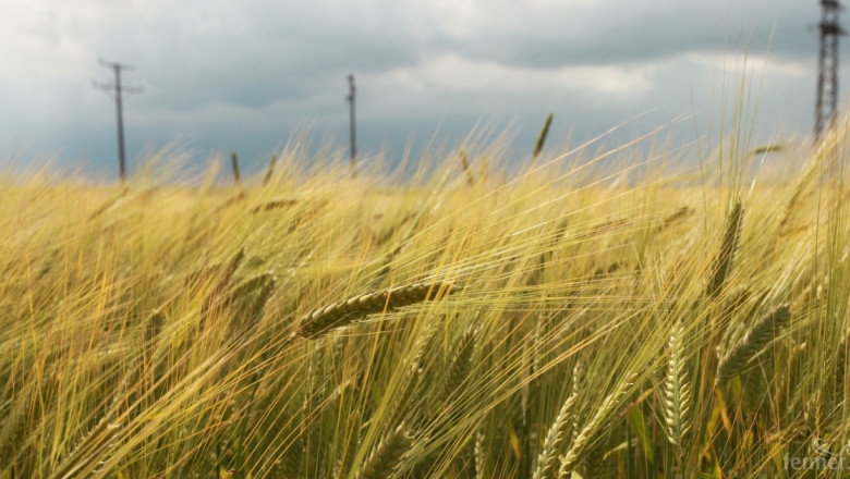 Без разбирателство за борсовите цени на пшеницата у нас