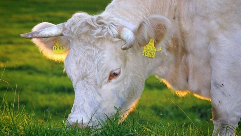 ЕС и САЩ ще обсъдят въпросите за износ на говеждо