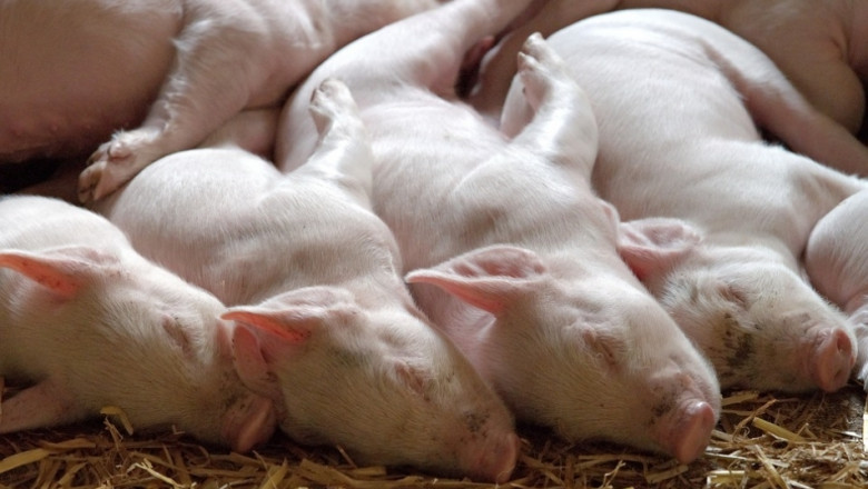 Поголовието от свине в Полша намаля с 50% 