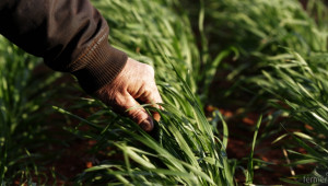 Тревожна картина: Селското стопанство губи позиции в икономиката ни - Agri.bg