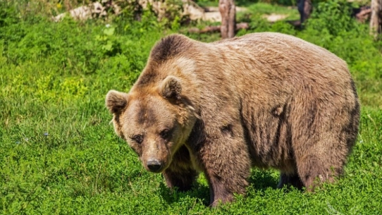 Пак нападение от мечка  