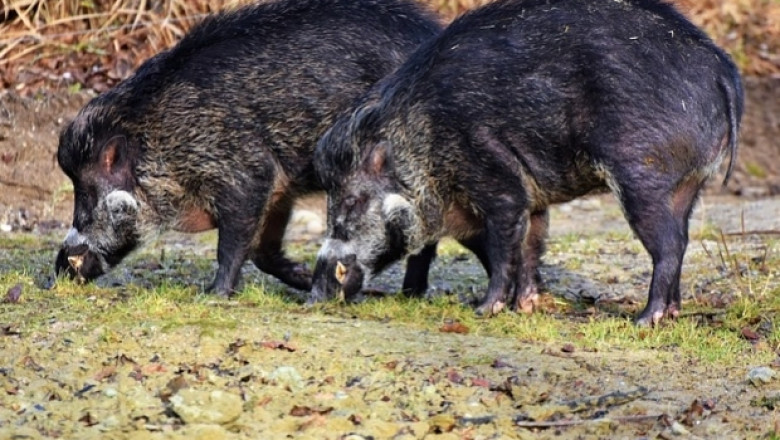 Янко Иванов: Ако дивите свине заразят домашните, войната ще е дълга и окопна 